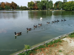 Les cygnes au Bois de Vincennes