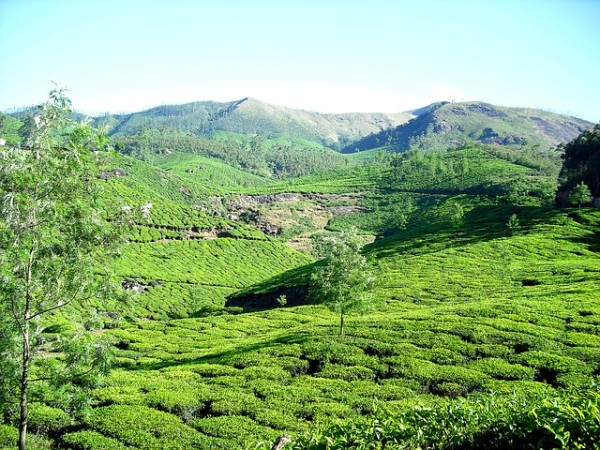 Plantation de thé au Kerala
